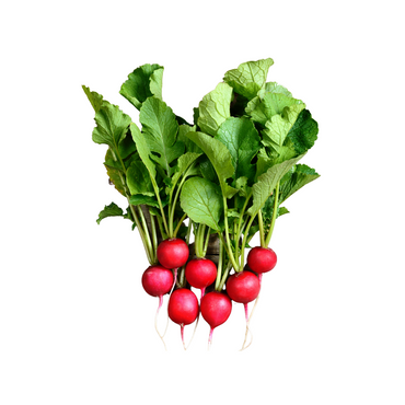 Radish